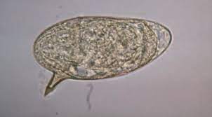 BugBitten New focus on intestinal schistosomiasis: Emergence of Biomphalaria snails and transmission of Schistosoma mansoni in Lake Malawi