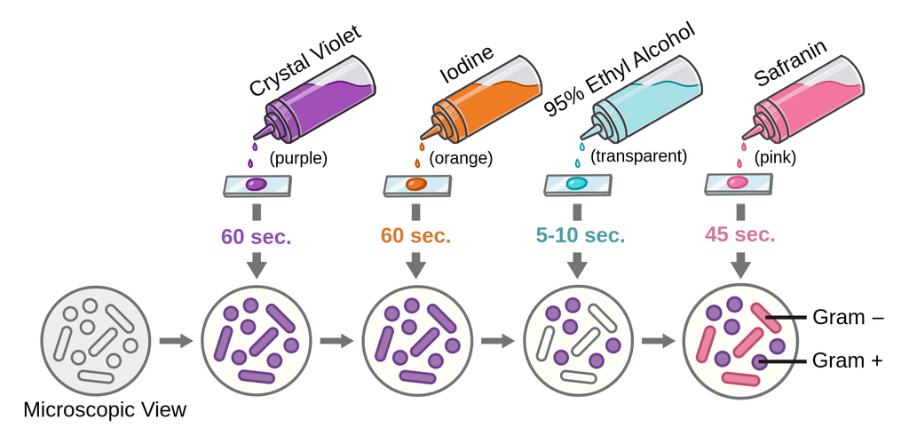 Steps to perform gram-staining - Labster