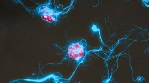 download-9 Glowing Sugar Probes Reveal How Ocean Microbes Process Carbon